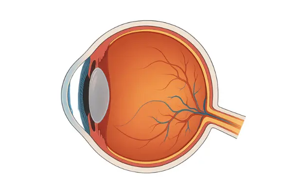 Detailed Anatomy and Function of the Retina